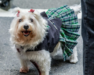 Scottie Dog in a kilt